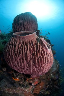 Red Barrel Sponge (Xestospongia testudinaria)