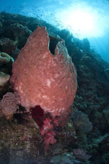 Red Barrel Sponge (Xestospongia testudinaria)