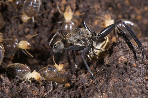 Ant (Formicidae sp.)