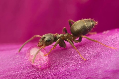 Black Garden Ant (Lasius niger)