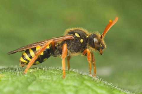 Nomad Bee (Nomada sp.)