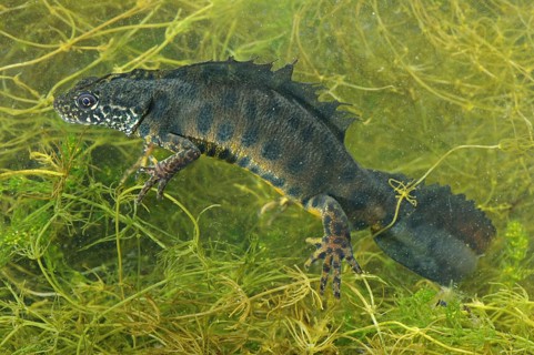 Italian Crested Newt (Triturus carnifex)