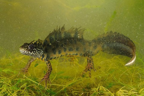 Italian Crested Newt (Triturus carnifex)