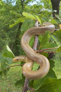 Aesculapian Snake (Zamenis longissimus)