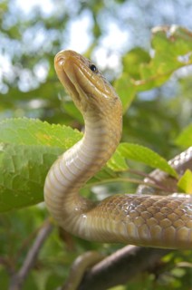 Aesculapian Snake (Zamenis longissimus)