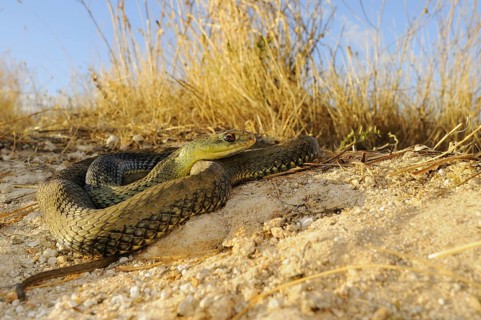 Montpellier snake (Malpolon monspessulanus)