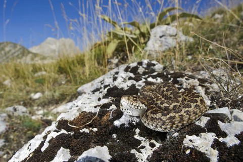 Orsini's Viper (Vipera ursinii)