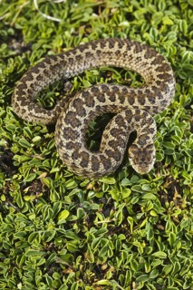 Orsini's Viper (Vipera ursinii)