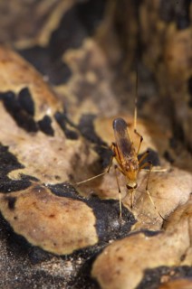 Cane Toad (Rhinella marina