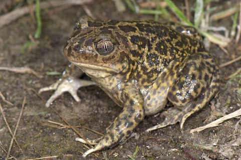 Western Spadefoot (Pelobates cultripes)