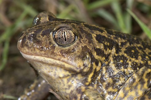 Western Spadefoot (Pelobates cultripes)