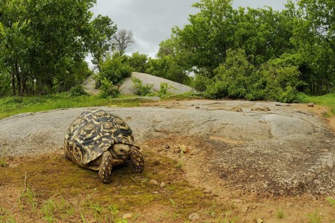 Leopard Tortoise (Stigmochelys pardalis)