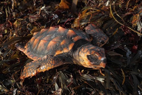 Unechte Karettschildkrote (Caretta caretta)