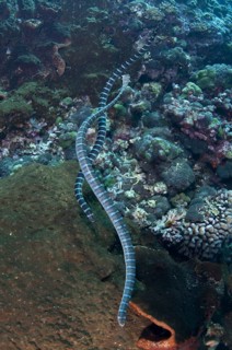 Banded Sea Krait (Laticauda colubrina)