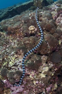 Banded Sea Krait (Laticauda colubrina)