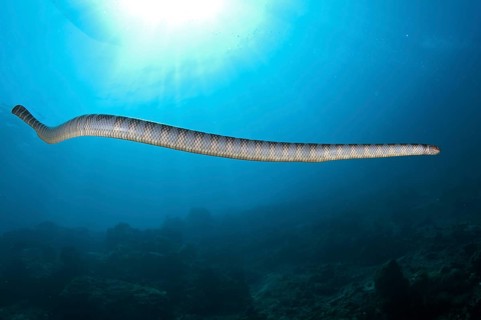 Banded Sea Krait (Laticauda colubrina)