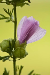 Musk Mallow (Malva moschata)