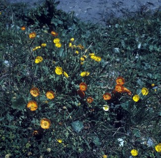 Mallow Tree (Lavatera arborea)