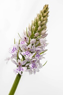 Common Spotted Orchid (Dactylorhiza fuchsii)