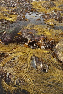 Sea-thong (Himanthalia elongata)