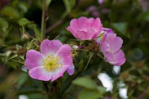 Sweet Briar (Rosa rubiginosa)