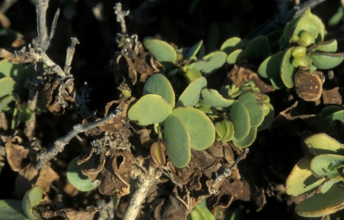 Dollar Bush (Zygophyllum stapffii)