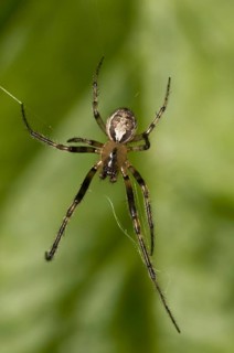 Silver-sided Sector Spider (Zygiella x-notata)