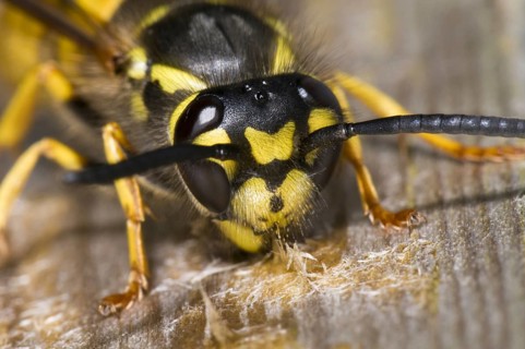 German Wasp (Vespula germanica)