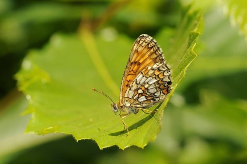 Heath Fritillary (Mellicta athalia)