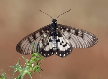 Glasswing (Acraea andromacha)