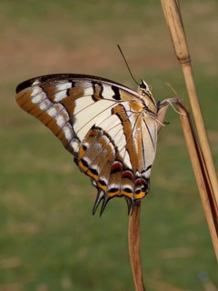 Tailed Emperor (Polyura pyrrhus)