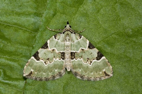 Green Carpet (Colostygia pectinataria)