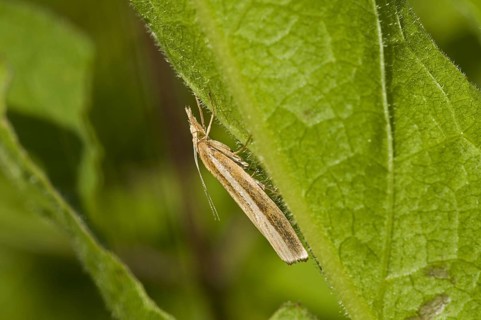 Common Grass-veneer (Agriphila tristella)