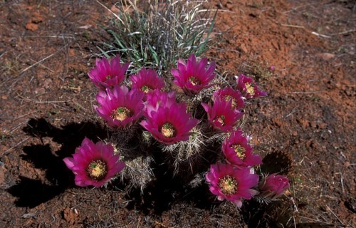 Strawberry Hedgehog Cactus (Echinocereus enneacanthus)
