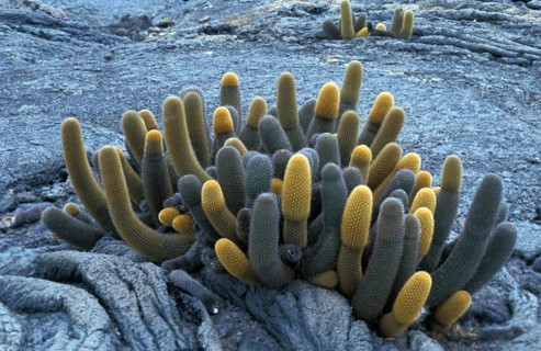 Lava Cactus (Brachycereus nesioticus)