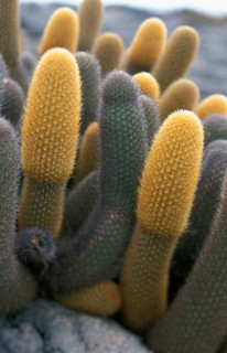 Lava Cactus (Brachycereus nesioticus)