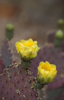 Santa Rita Prickly Pear cactus (Opuntia violacea var.santa rita)