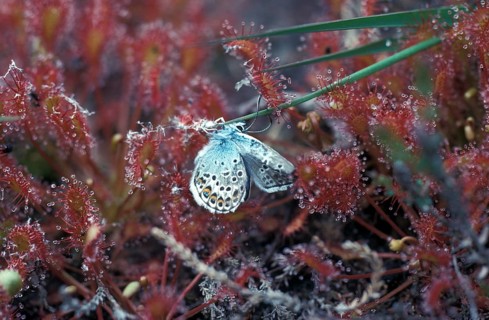 Sundew (Drosera rotundifolia)