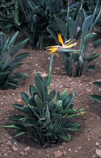 Bird of Paradise (Strelitzia reginae)