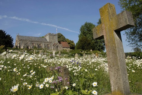 Ox-eye Daisy (Leucanthemum vulgare) flowering mass