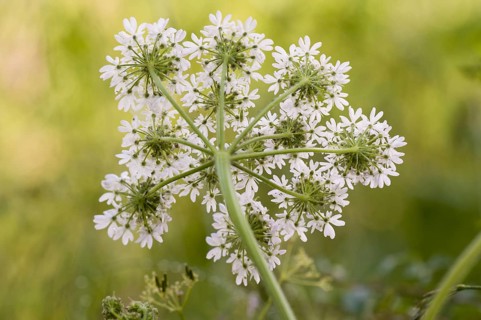Hogweed (Heracleum sphondylium) flowering