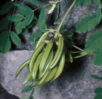 Wild Liquorice (Astragalus glycyphyllos) seed pods