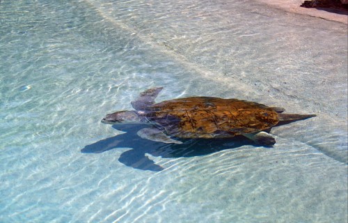 Loggerhead Turtle (Caretta caretta)