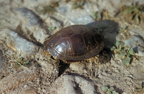 European Pond Terrapin (Emys orbicularis)