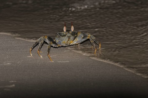 Horned Ghost Crab (Ocypode ceratophthalmus)