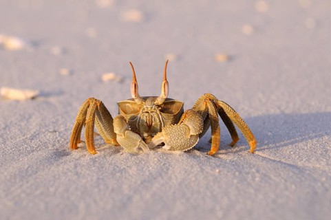 Horned Ghost Crab (Ocypode ceratophthalmus)