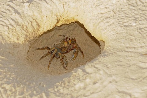 Horned Ghost Crab (Ocypode ceratophthalmus)