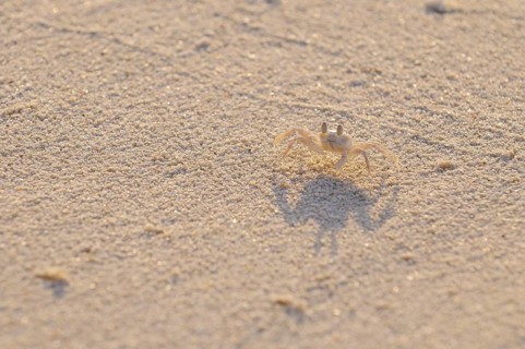 Horned Ghost Crab (Ocypode ceratophthalmus)