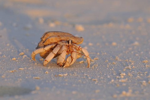 Strawberry Land Hermit Crab (Coenobita perlatus)