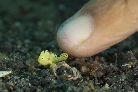 Painted Frogfish (Antennarius pictus)